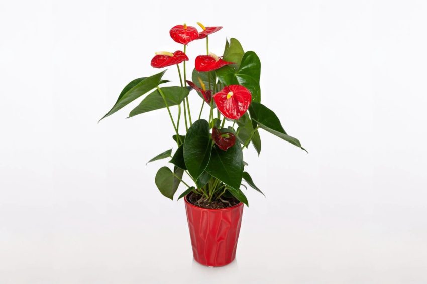 Tutto sul fiore dell'anthurium rosso