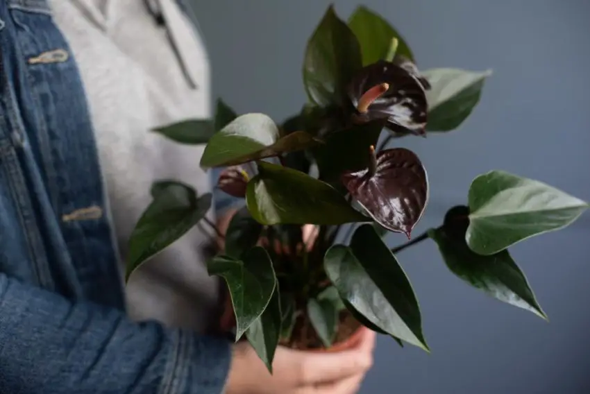 Cosa c'è da sapere sull'anthurium nero