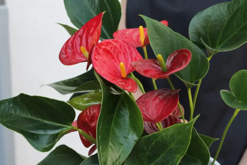 Come curare gli anthurium