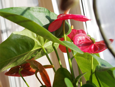 Propagazione dell'anthurium per talea 