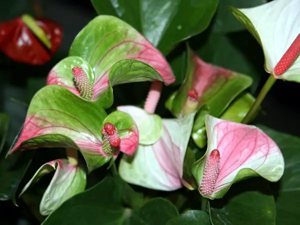 Anthurium in casa 