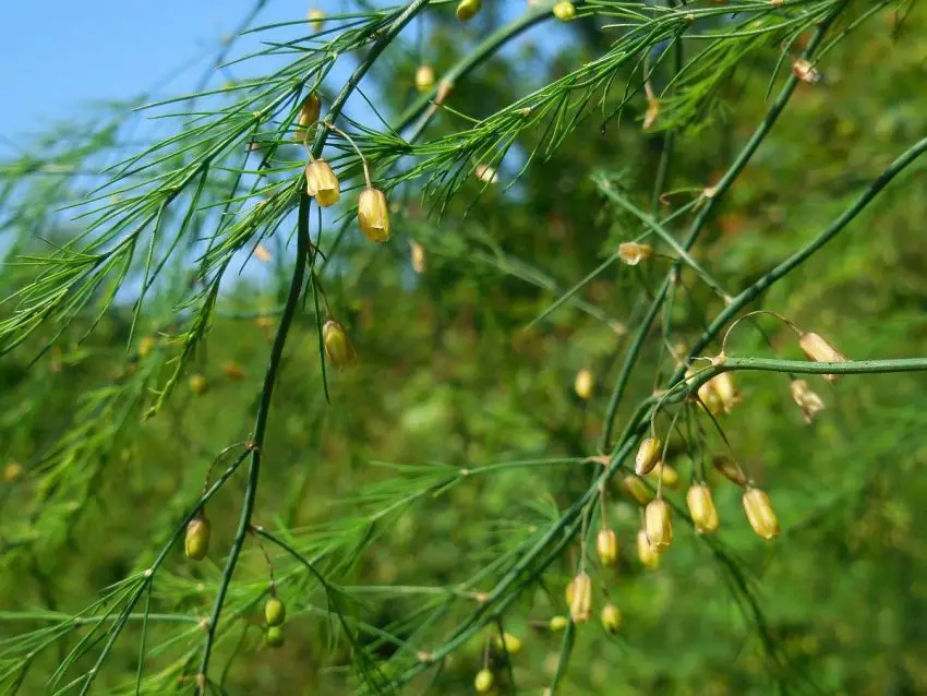 Propagazione degli asparagi in casa