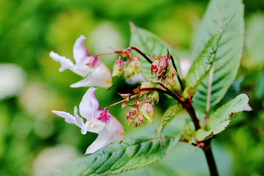 Perché le balsamine non fioriscono 