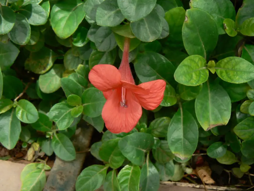 barleria foto