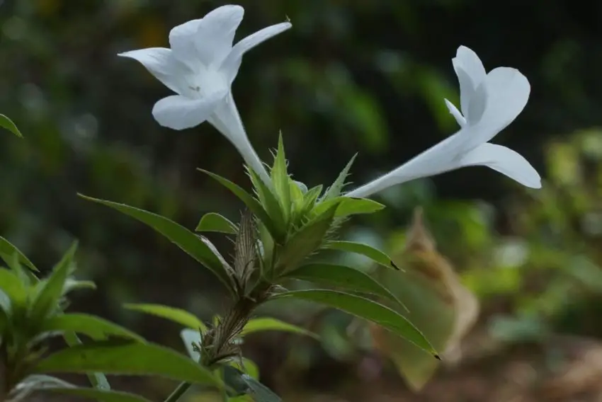 foto della barleria