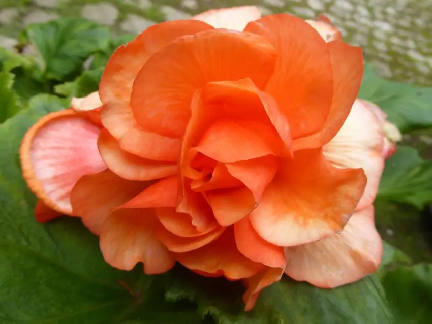 Come propagare i cormi di Begonia in casa