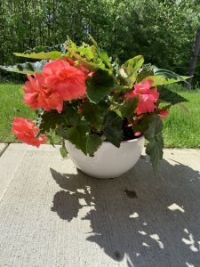 Come propagare i cormi di Begonia in casa