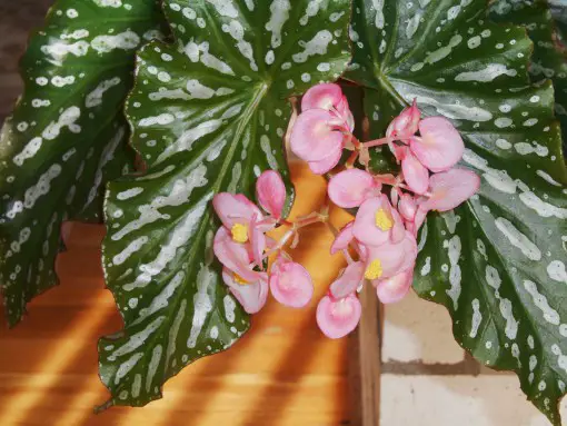 la begonia non fiorisce