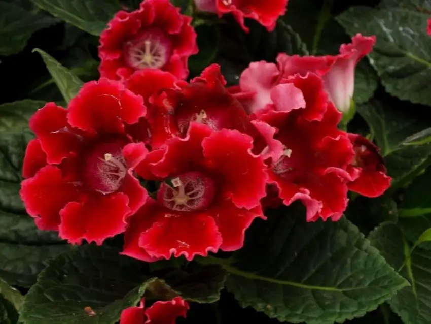 Cosa fare dopo la fioritura di una gloxinia