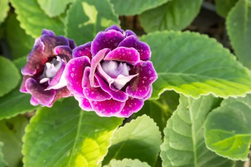 Cosa fare dopo la fioritura di una gloxinia