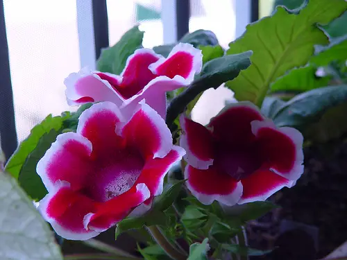 trapianto di gloxinia