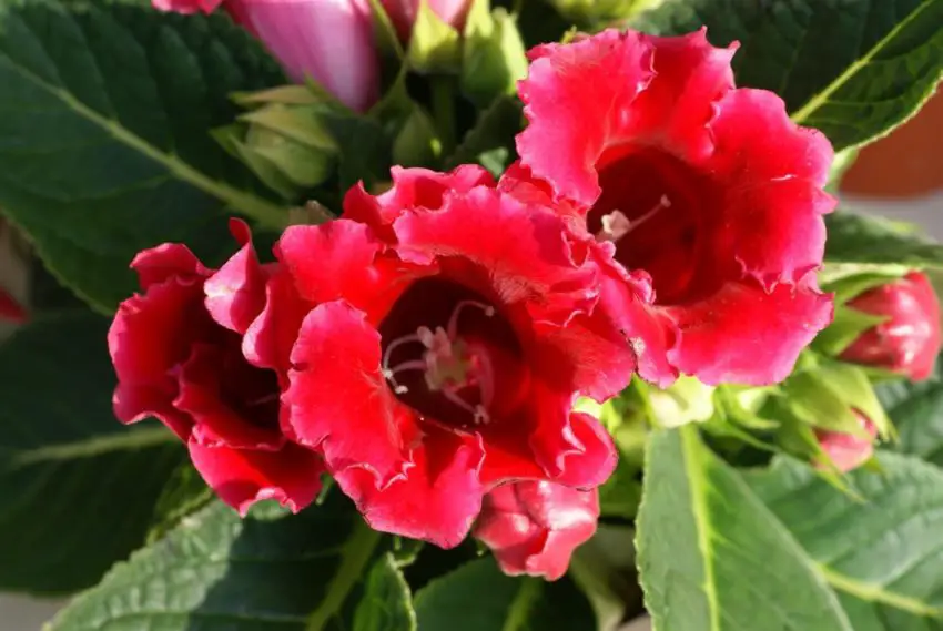 Come trapiantare una gloxinia 