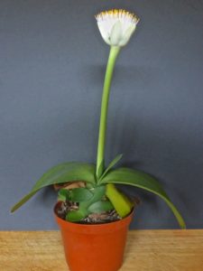 Come curare l'haemanthus a fiore bianco