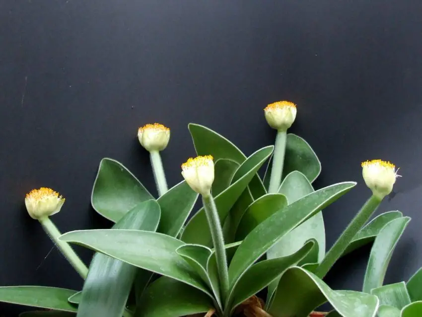 Come curare l'haemanthus a fiore bianco