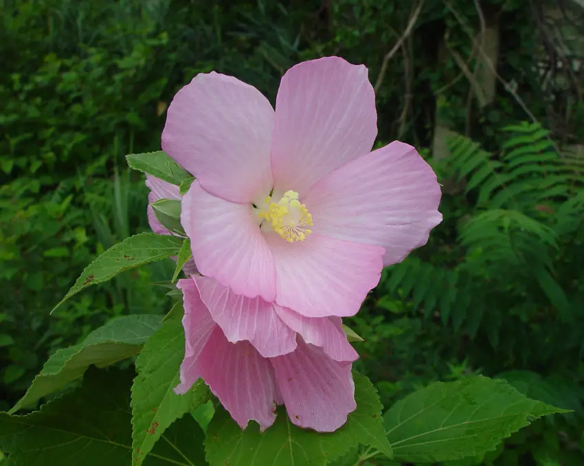 Coltivazione di Hibiscus herbaceus