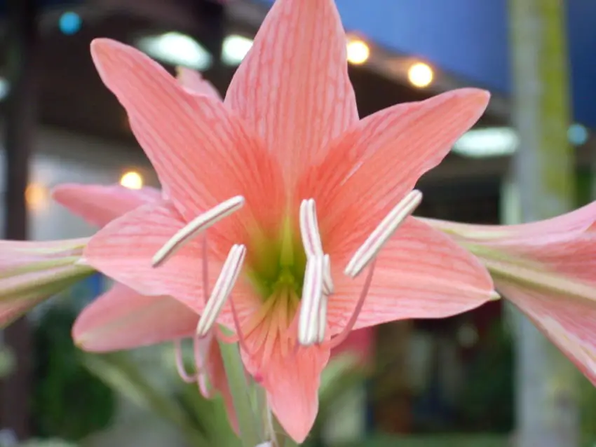 Motivi per cui gli hippeastrum non fioriscono