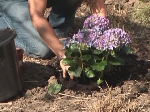 Trapianto di ortensie 