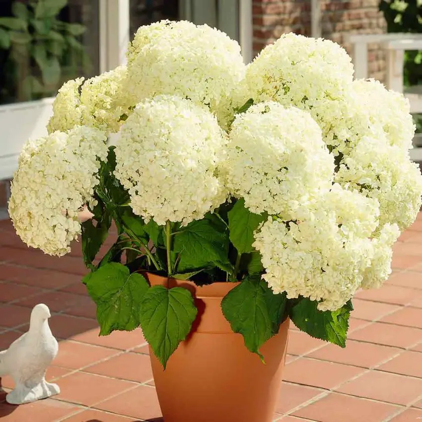 Come curare e propagare l'Hydrangea arborescens