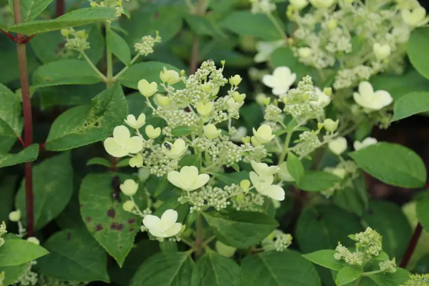 ortensia paniculata early sensation