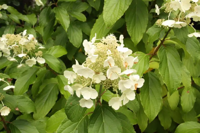 ortensia paniculata di kyushu