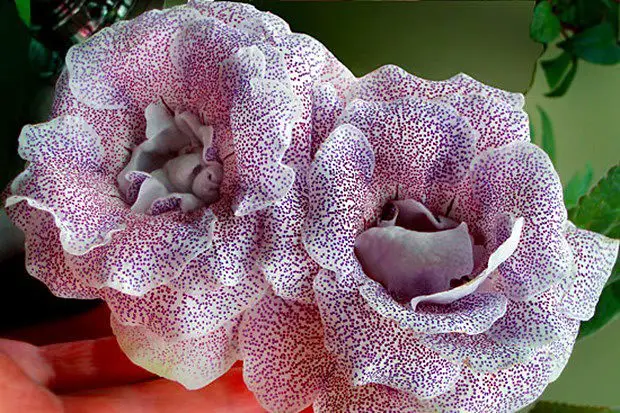 gloxinia terry 