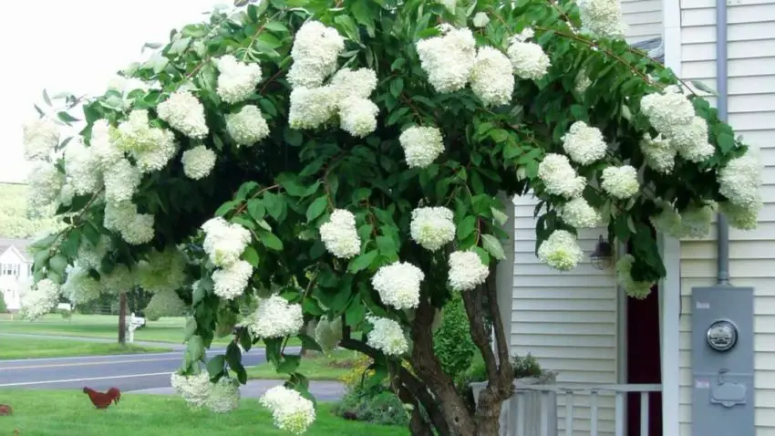 Cura delle ortensie