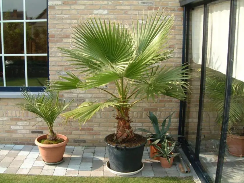 washingtonia da seme 