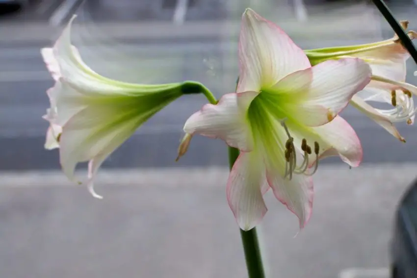 L'hippeastrum non fiorisce cosa fare