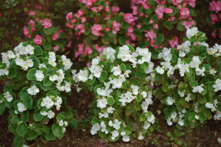 Perché la begonia non fiorisce