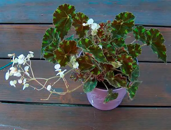 begonia tigre