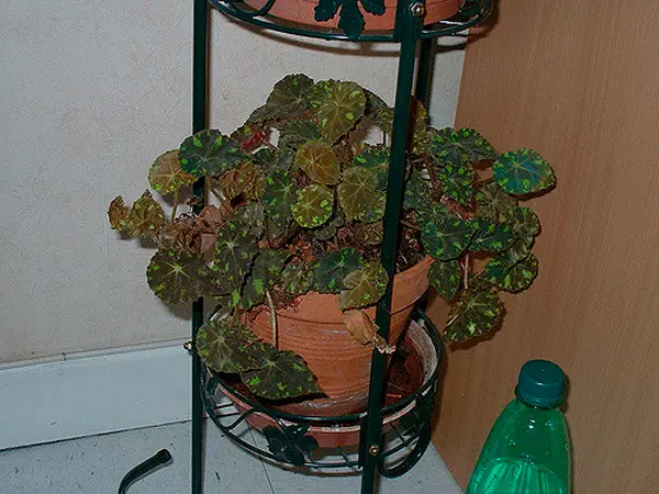 Cura della begonia tigrata in casa