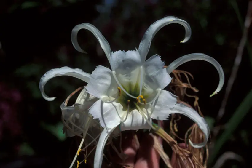 Hymenocallis in crescita