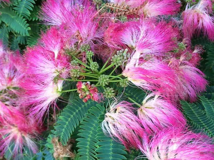 Coltivare l'Albicia lancorana in casa