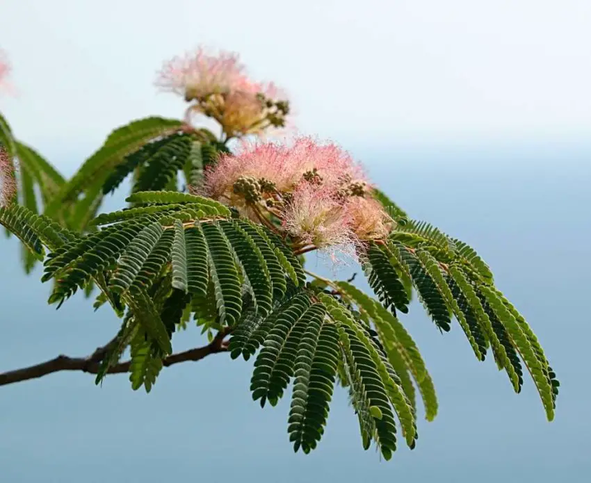 acacia di seta