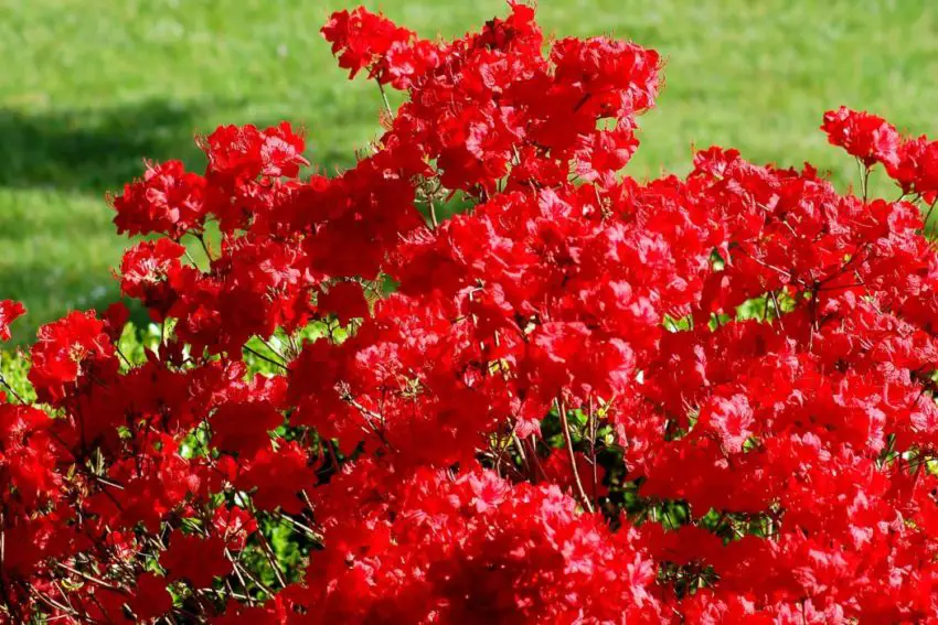 Perché l'azalea non fiorisce