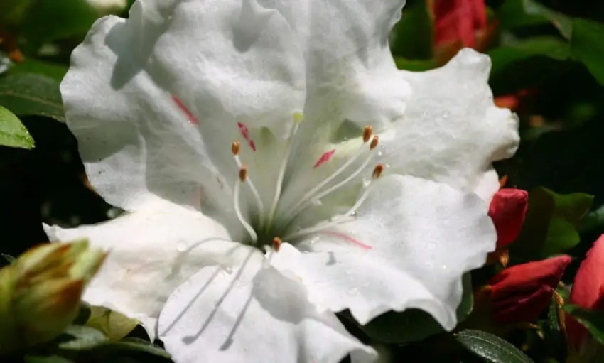 Perché l'azalea non fiorisce