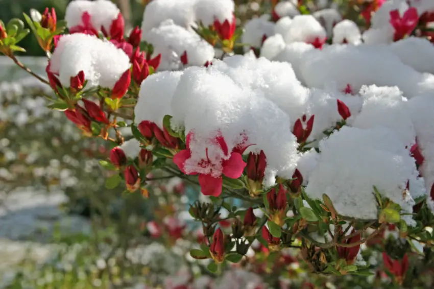 Perché l'azalea non fiorisce