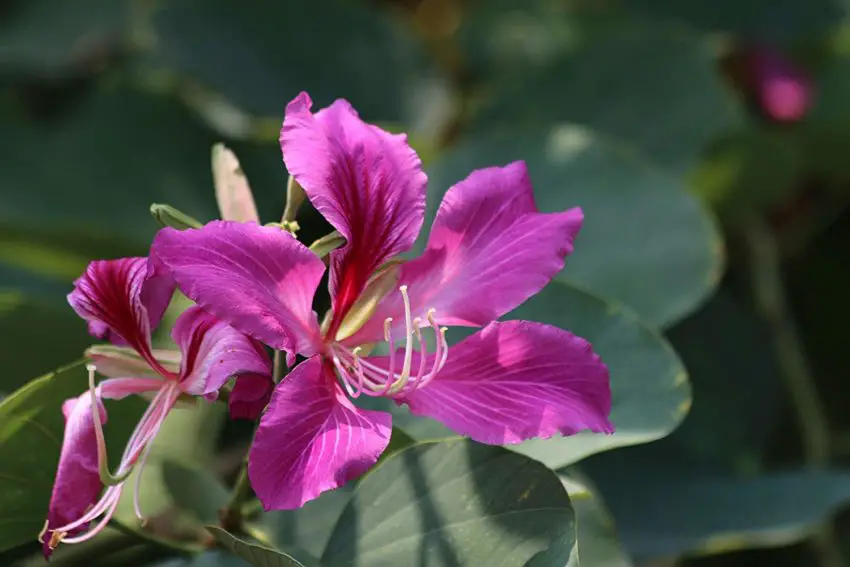 bauhinia