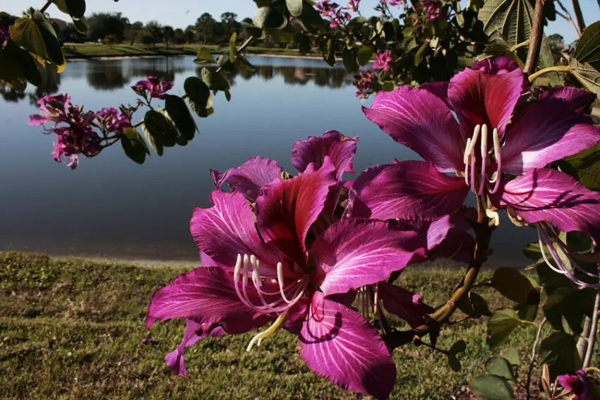 foto di una bauhinia