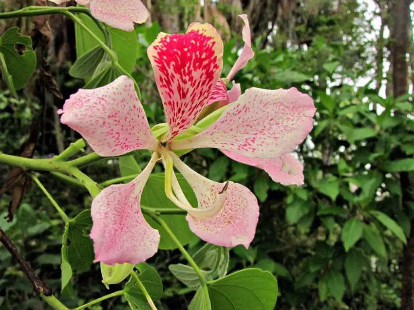 Bauhinia monocotiledonica