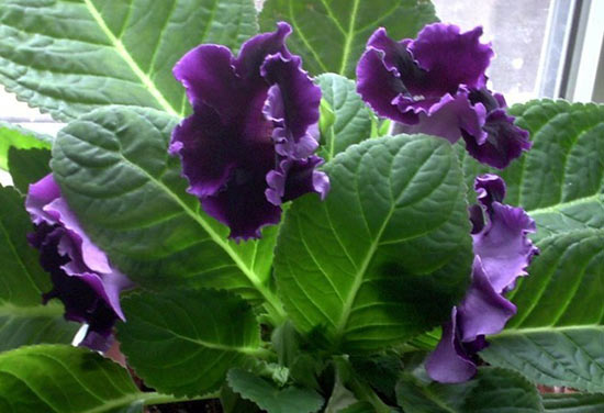 varietà di gloxinia 