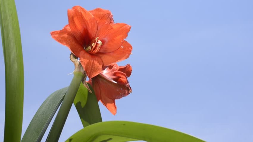  l'hippeastrum è fiorito 