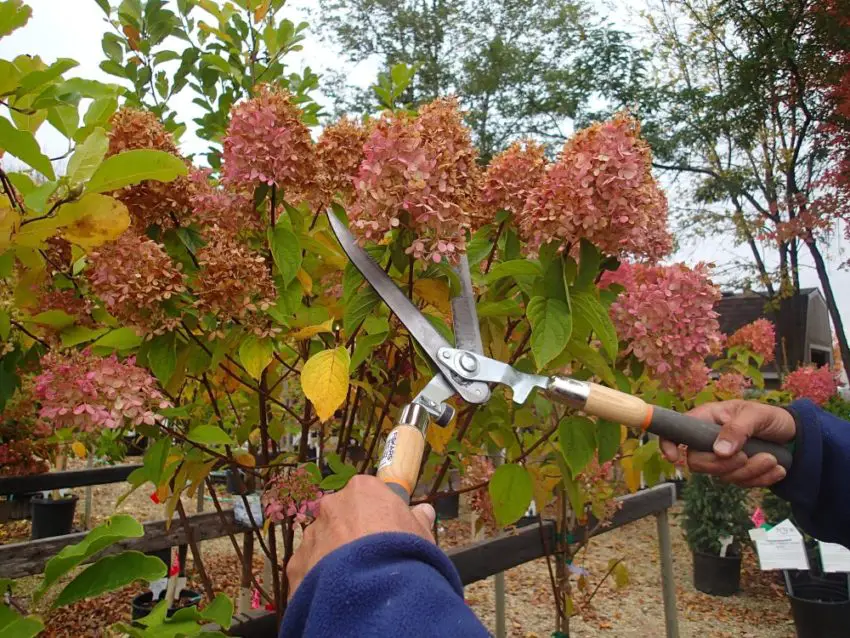 Le ortensie vanno potate per l'inverno e come prepararle?