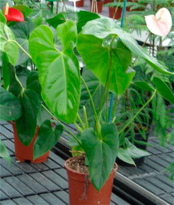 Come trapiantare un anthurium 