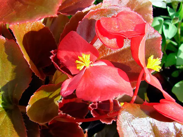 begonia da fiore: cura in casa