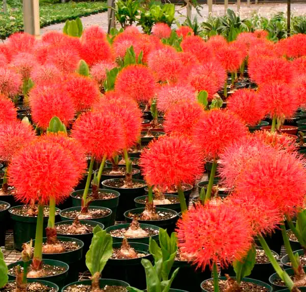 fiore di emanthus da interno