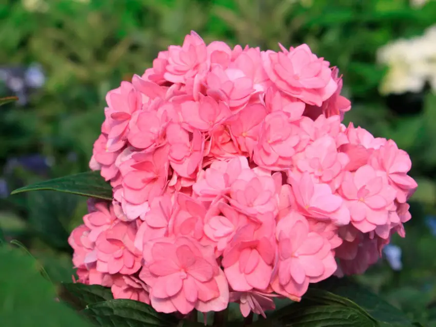 Cura delle ortensie rosa