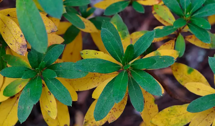 Perché le foglie dell'azalea ingialliscono