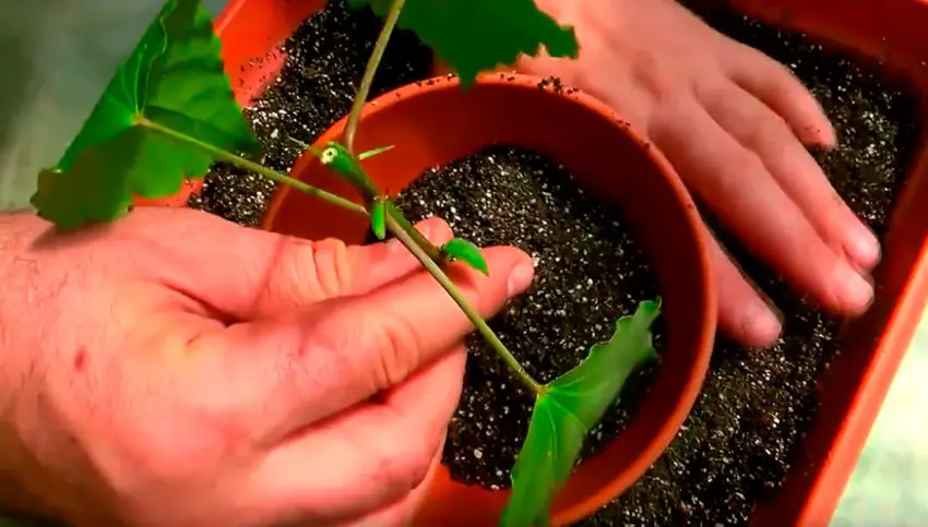 Trapianto di piante di ibisco in vaso 