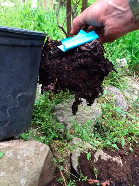 azalea: che tipo di terreno è adatto